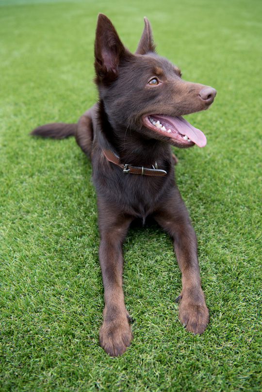 Kunstgras voor huisdieren zoals hond en kat